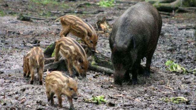 Елена Елистратова, воспитатель Школы № 283. А.Барков «Азбука живой природы». Смешанные леса. Часть смотреть онлайн