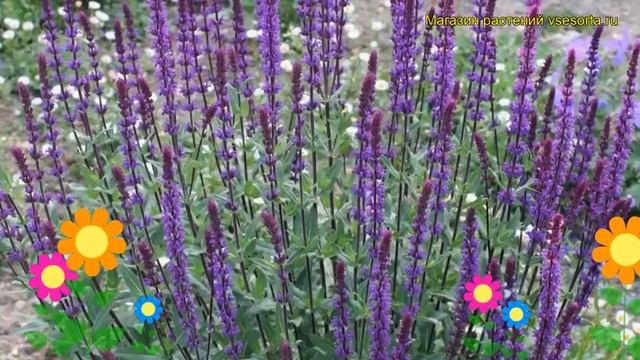 Шалфей дубравный Карадонна. Краткий обзор, описание характеристик, где купить крупномеры, рассада
