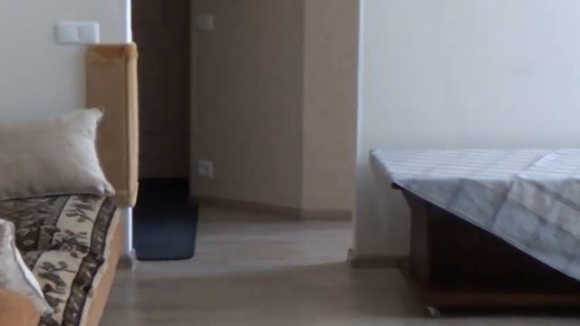 Дымчатая кошка смотреть онлайн