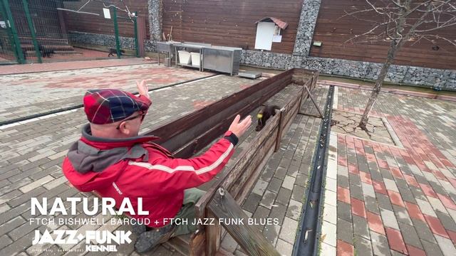 Тестирование и обучение подаче трех месячных щенков Кокера