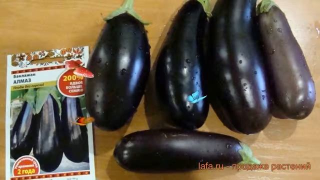 Баклажан обыкновенный Алмаз (almaz) ? баклажан Алмаз обзор: как сажать семена баклажана Алмаз смотреть онлайн