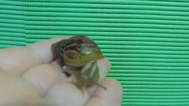 #ПРОДАЮАХАТИН ИММАКУЛЯТА #КУПЛЮУЛИТКУПРОДАЮАХАТИН#МАРИМИСТИКПИТОМНИКАХАТИН смотреть онлайн