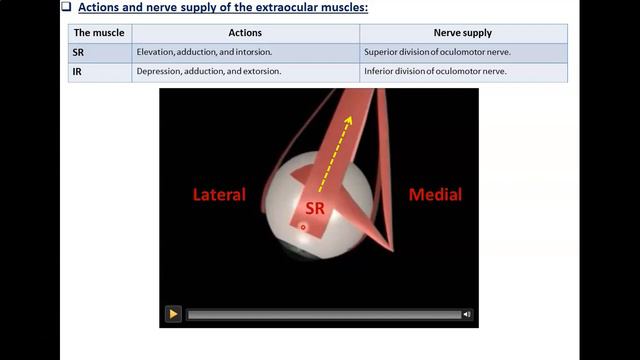 The Ocular Muscles - Dr. Ahmed Farid смотреть онлайн