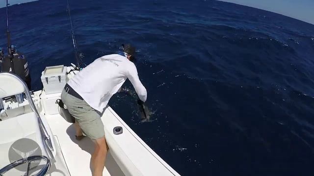 How To Catch Cobia Using Live Bait смотреть онлайн