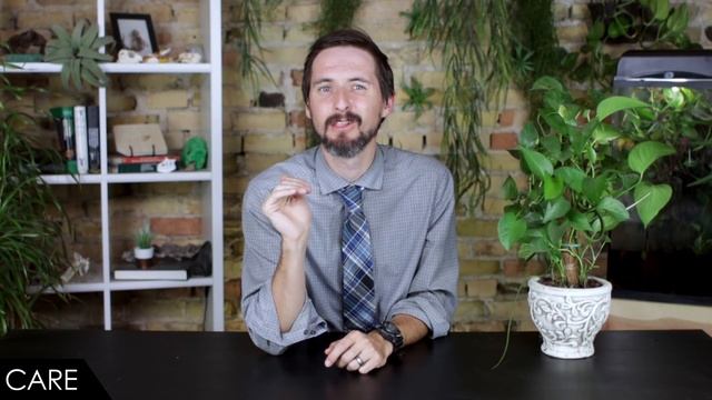 Asian Vine Snake, The Best Pet Snake? смотреть онлайн