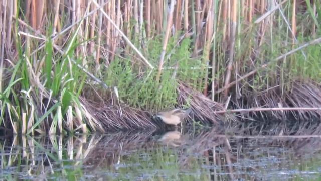 Малый погоныш - Porzana parva смотреть онлайн