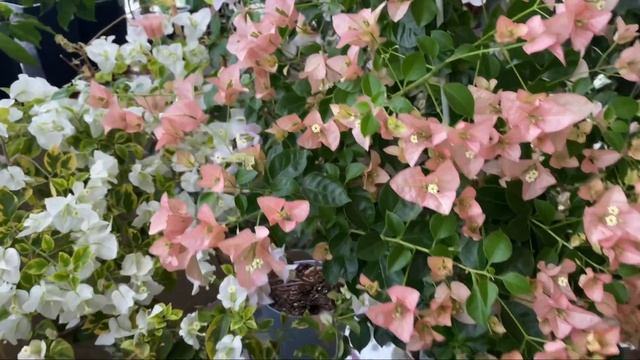 Цветущий балкон с бугенвиллиями в ноябре смотреть онлайн