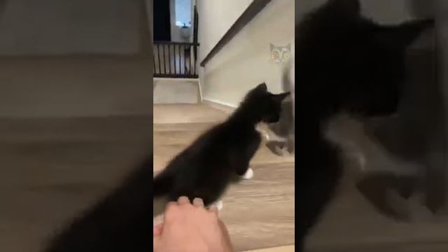 Невероятные выходки веселых кошек и собак! смотреть онлайн