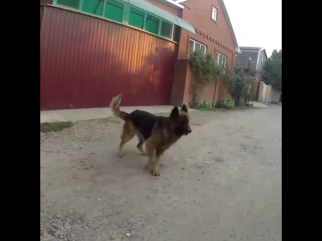 Атака немецкой овчарки смотреть онлайн