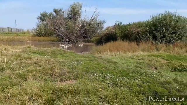 Всё сохнет ЖАРА 😳 ВОДА ушла 😥 Деревенское ЗОЛОТО 🤭 ДЕРЕВНЯ 👍👍👍 смотреть онлайн