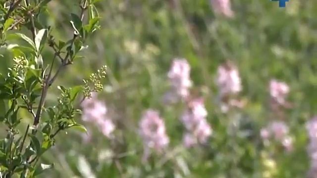 Цвіте неопалима купина смотреть онлайн