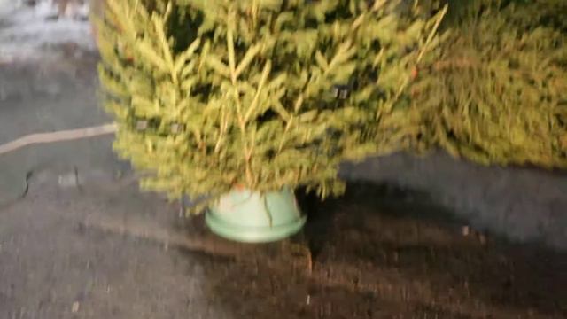 Живая ёлка в наличии в Нижнем Новгороде смотреть онлайн