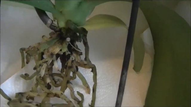 A Mouldy Orchid Nightmare смотреть онлайн