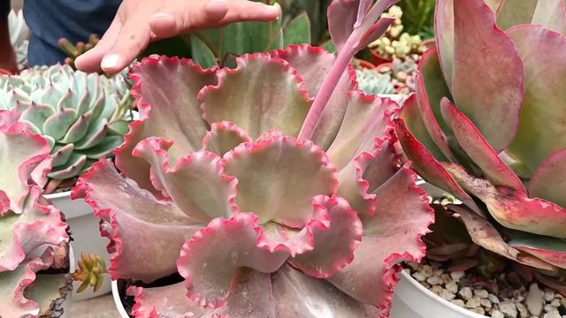 PUSIMOS A BUEN RECAUDO NUESTRAS ECHEVERIAS GIGANTES #echeveria #hongos смотреть онлайн