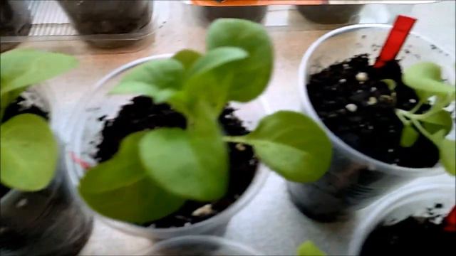 Рассада петунии на 11 марта 2022. В каких горшочках она у меня лучше растёт? смотреть онлайн