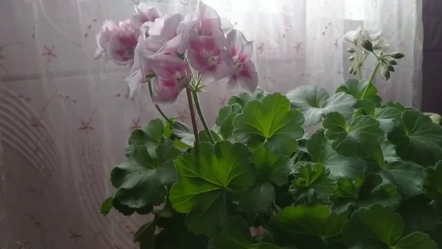 Как не попасть на крючок аферистов? Шок, а не посылка! смотреть онлайн