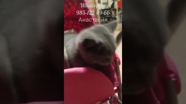 Ведьмины котята в добрые руки смотреть онлайн