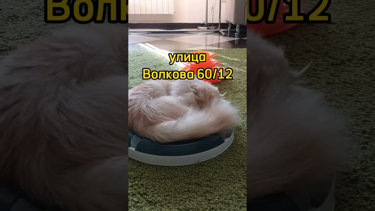 #рек #реки #котики #murzik смотреть онлайн