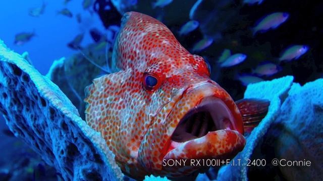 Sony RX100 M2 Video with FIT LED 2400 Video Light @ TULEMBAN, Bali смотреть онлайн