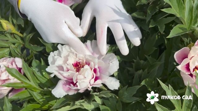 Cora Louise peony. Кора Луиза пион. Пулков сад смотреть онлайн