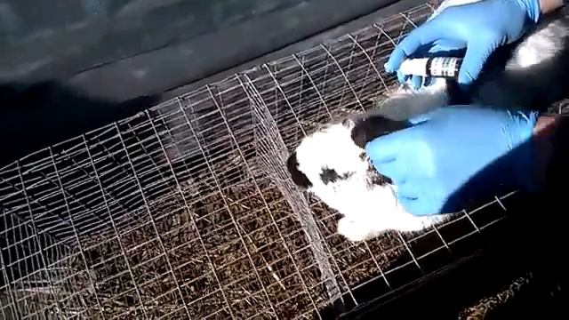 лечение ушного клеща. смотреть онлайн