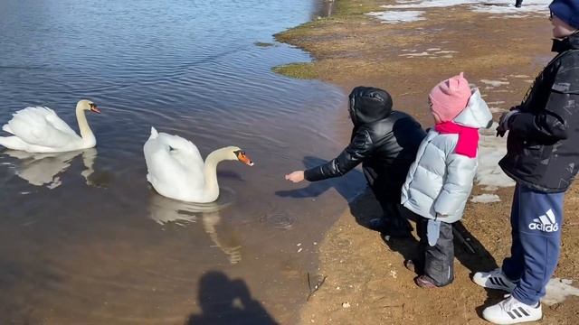 Гидропарк Сосновый бор Беларусь смотреть онлайн