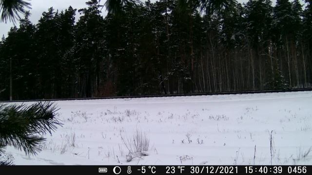 Фотоловушка Suntek HC 900 A, тест на дальность срабатывания датчика движения в светлое время суток. смотреть онлайн