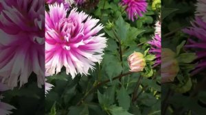 Георгин кактусовидный Тайбл Дансер