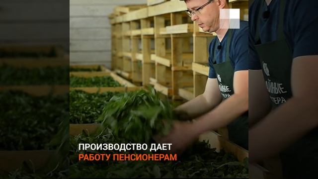 Семейный бизнес по производству иван-чая смотреть онлайн