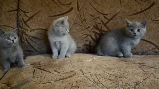 Скоттиш страйт (шотландские прямоухие котята)