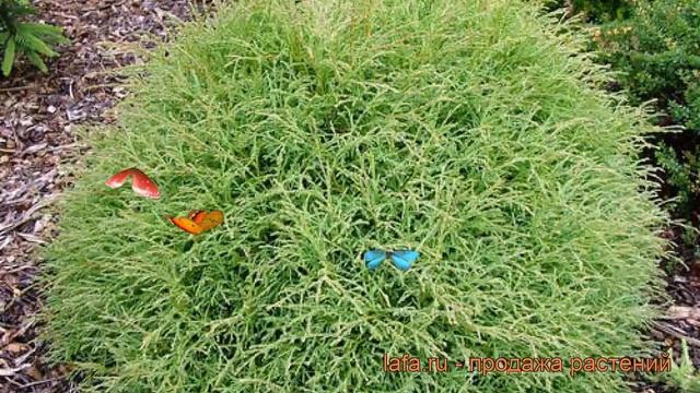 Туя западная Боулинг Болл (bowling Ball) ? обзор: как сажать, саженцы туи Боулинг Болл