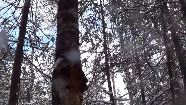 Охота на Куницу капканами. сезон 2023-24г. ТАКОГО НАЧАЛА СЕЗОНА У МЕНЯ ЕЩЁ НЕ БЫЛО. смотреть онлайн
