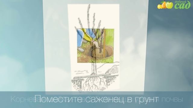 Посадка хурмы - как правильно посадить хурму смотреть онлайн