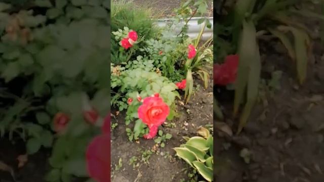 клематисы Тайга и розы 2022 год. есть укорененные черенки Тайги 9 шт смотреть онлайн