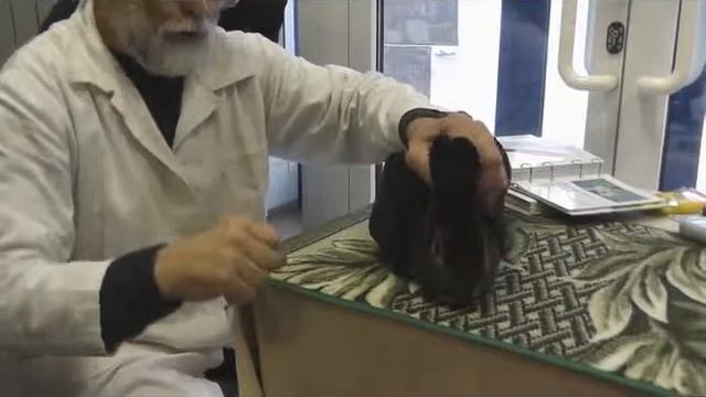 Экспертиза кролика породы Рекс, окрас кастор (бобр) смотреть онлайн