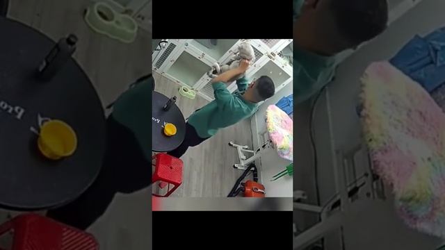 коты смотреть всем смотреть онлайн