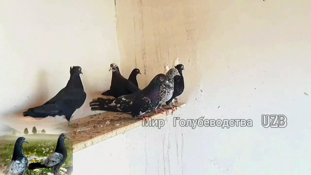 С днём Защитника Поздравляю Всех!Happy Defender's Day, Congratulations To All #tauben #pigeons смотреть онлайн