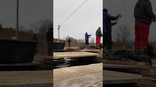 Платная рыбалка, пруд Чёрные камни 20.11.21. Запуск форели и осётра. смотреть онлайн