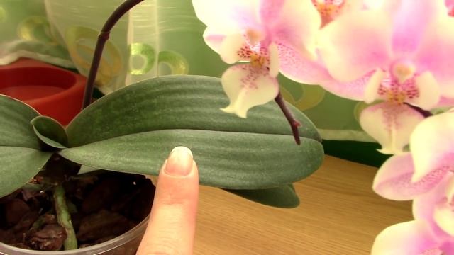 Phalaenopsis Jiaho's Pink Girl смотреть онлайн