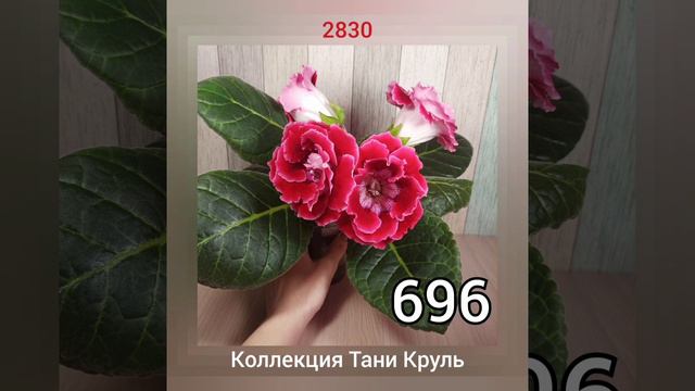 Семена Глоксинии Почтой, Новые Свежие Опыления, Осень 2023, Махровые и Тидеи смотреть онлайн