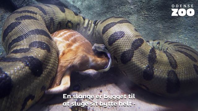 Anakonda æder sitatunga | Anaconda eating sitatunga смотреть онлайн