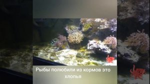 Морской аквариум на водопроводной воде 250 литров