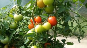 ГИБРИД, ОДНО НАЗВАНИЕ, А ТАКИЕ РАЗНЫЕ. ВЫБИРАЙТЕ.