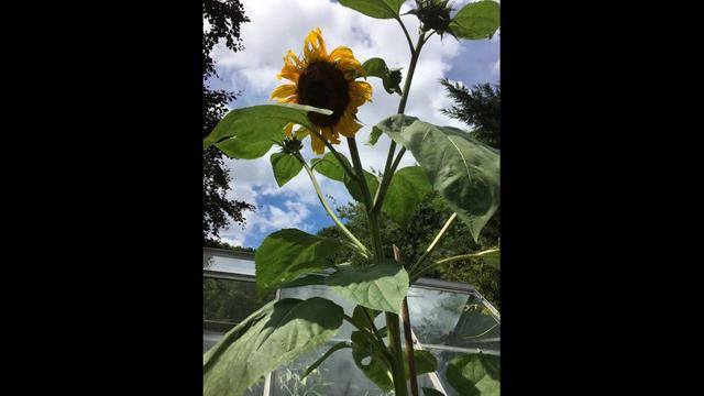 Death of my Sunflower смотреть онлайн