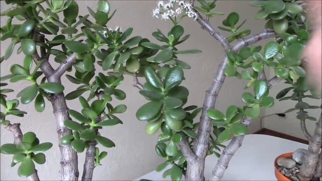 Толстянка или денежное дерево Как заставить его цвести? смотреть онлайн