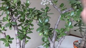 Толстянка или денежное дерево  Как заставить его цвести?