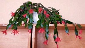 Рипсалидопсис или «пасхальный кактус». Особенности ухода