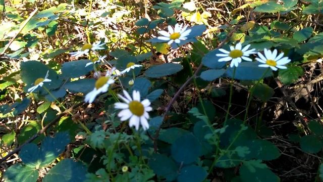 3 НОЯБРЯ 2018. АГРИЯ. ОСЕННИЙ ЛЕС И ВИДЫ НА МОРЕ смотреть онлайн