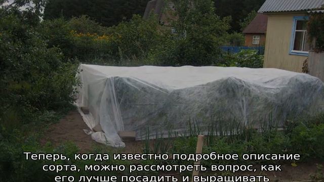 Виноград Рилайнс Пинк Сидлис смотреть онлайн