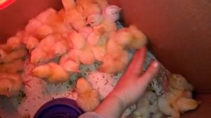 Различия цыплят в суточном возрасте. Загорская лососевая.